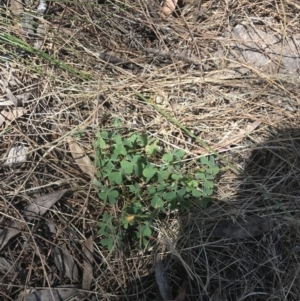 Oxalis perennans at Conder, ACT - 18 Dec 2022