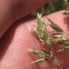 Poa sp. (A Snow Grass) at Tuggeranong Hill - 18 Dec 2022 by Tapirlord