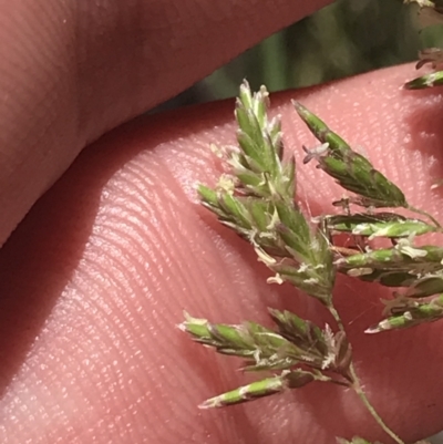 Poa sp. (A Snow Grass) at Conder, ACT - 18 Dec 2022 by Tapirlord