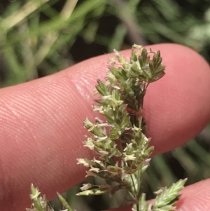 Poa sp. at Conder, ACT - 18 Dec 2022 12:45 PM