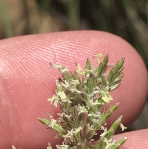 Poa sp. at Conder, ACT - 18 Dec 2022