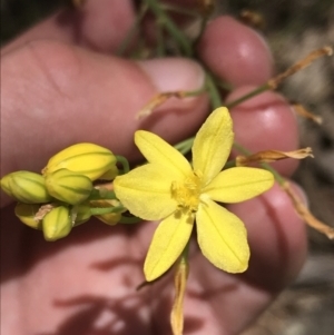 Bulbine glauca at Conder, ACT - 18 Dec 2022