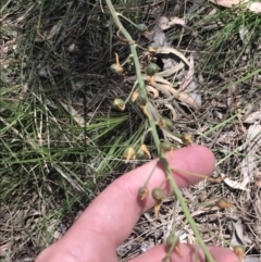 Bulbine glauca at Conder, ACT - 18 Dec 2022