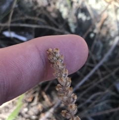 Plantago gaudichaudii (Narrow Plantain) at Tuggeranong Hill - 18 Dec 2022 by Tapirlord