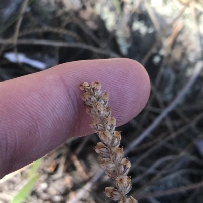 Plantago gaudichaudii (Narrow Plantain) at Tuggeranong Hill - 18 Dec 2022 by Tapirlord