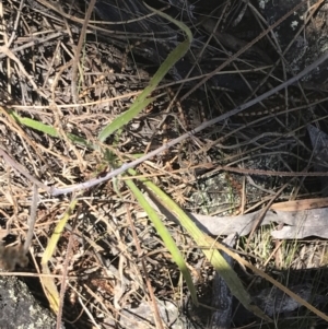 Plantago gaudichaudii at Conder, ACT - 18 Dec 2022