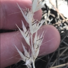 Rytidosperma caespitosum (Ringed Wallaby Grass) at Conder, ACT - 18 Dec 2022 by Tapirlord