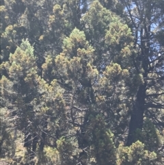 Callitris endlicheri (Black Cypress Pine) at Conder, ACT - 18 Dec 2022 by Tapirlord