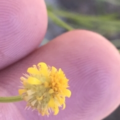 Calotis lappulacea (Yellow Burr Daisy) at Tuggeranong Hill - 18 Dec 2022 by Tapirlord