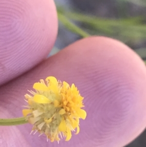 Calotis lappulacea at Conder, ACT - 18 Dec 2022