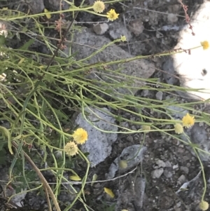 Calotis lappulacea at Conder, ACT - 18 Dec 2022