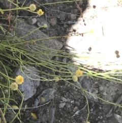 Calotis lappulacea at Conder, ACT - 18 Dec 2022