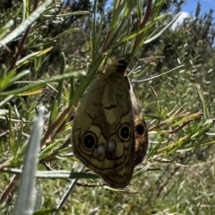 Heteronympha cordace (Bright-eyed Brown) at Jagungal Wilderness, NSW - 10 Jan 2023 by Pirom