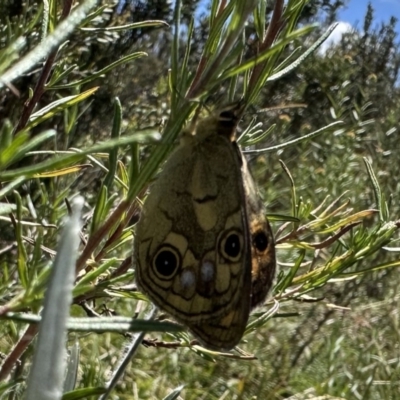Heteronympha cordace (Bright-eyed Brown) at Jagungal Wilderness, NSW - 10 Jan 2023 by Pirom