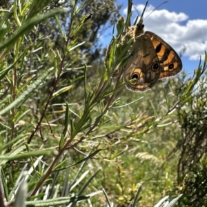 Heteronympha cordace at Jagungal Wilderness, NSW - 10 Jan 2023 12:01 PM