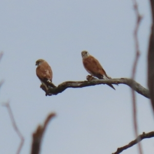 Falco cenchroides at Tennent, ACT - 18 Jan 2023