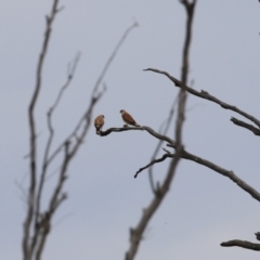 Falco cenchroides at Tennent, ACT - 18 Jan 2023