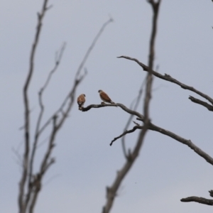 Falco cenchroides at Tennent, ACT - 18 Jan 2023