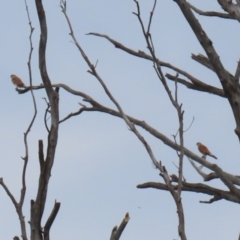 Falco cenchroides at Tennent, ACT - 18 Jan 2023