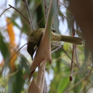 Nesoptilotis leucotis at Tennent, ACT - 18 Jan 2023