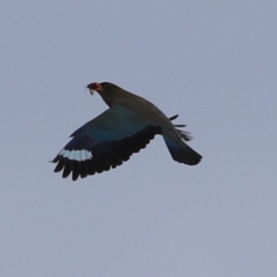 Eurystomus orientalis (Dollarbird) at Tennent, ACT - 18 Jan 2023 by RodDeb