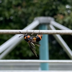 Pterygophorus cinctus at Wanniassa, ACT - 19 Jan 2023