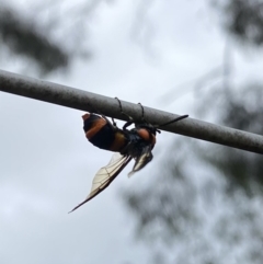 Pterygophorus cinctus at Wanniassa, ACT - 19 Jan 2023