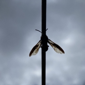 Pterygophorus cinctus at Wanniassa, ACT - 19 Jan 2023