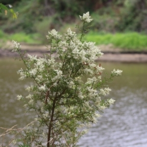 Bursaria spinosa at Tennent, ACT - 18 Jan 2023 01:24 PM