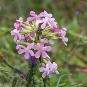 Saponaria officinalis at Tennent, ACT - 18 Jan 2023