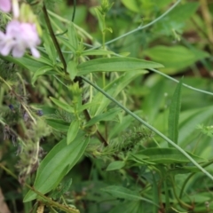 Saponaria officinalis at Tennent, ACT - 18 Jan 2023