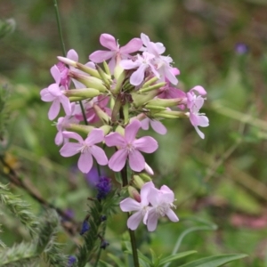 Saponaria officinalis at Tennent, ACT - 18 Jan 2023