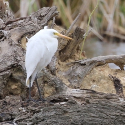 Ardea plumifera (Plumed Egret) at Fyshwick, ACT - 18 Jan 2023 by RodDeb