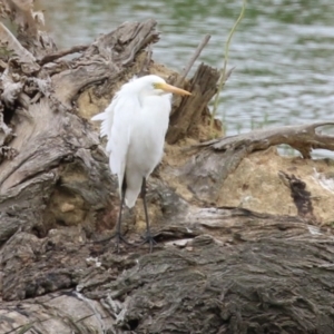 Ardea plumifera at Fyshwick, ACT - 19 Jan 2023