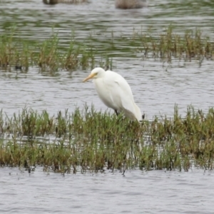 Ardea plumifera at Fyshwick, ACT - 19 Jan 2023