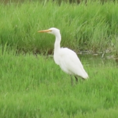 Ardea plumifera at Fyshwick, ACT - 19 Jan 2023