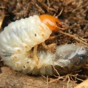 Adoryphorus coulonii at Jerrabomberra, NSW - 19 Jan 2023