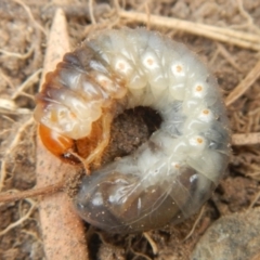 Adoryphorus coulonii at Jerrabomberra, NSW - suppressed