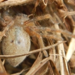 Sparassidae (family) (A Huntsman Spider) at Jerrabomberra, NSW - 19 Jan 2023 by Tmac