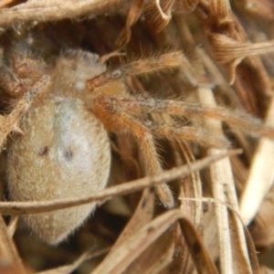 Sparassidae (family) at Jerrabomberra, NSW - 19 Jan 2023