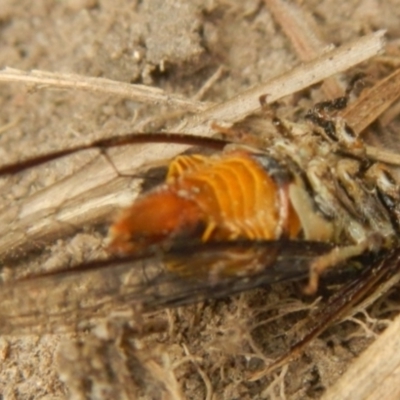 Yoyetta celis (Silver Princess Cicada) at Jerrabomberra, NSW - 18 Jan 2023 by Tmac