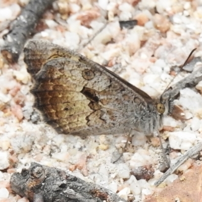 Geitoneura klugii (Marbled Xenica) at Paddys River, ACT - 19 Jan 2023 by JohnBundock