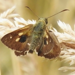 Timoconia flammeata at Paddys River, ACT - 19 Jan 2023 12:52 PM