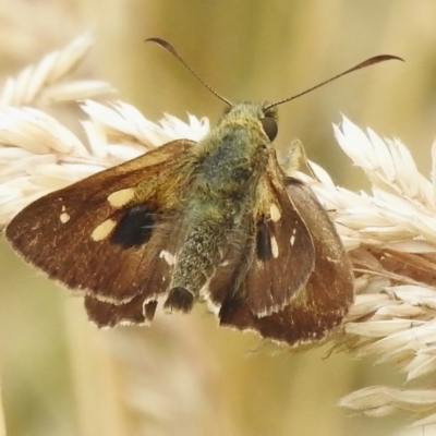 Timoconia flammeata (Bright Shield-skipper) at Paddys River, ACT - 19 Jan 2023 by JohnBundock