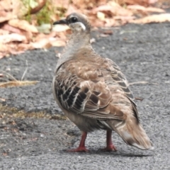 Phaps chalcoptera (Common Bronzewing) at Paddys River, ACT - 17 Jan 2023 by JohnBundock