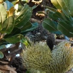 Anthochaera chrysoptera (Little Wattlebird) at Vincentia, NSW - 17 Jan 2023 by RobG1