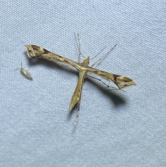Sinpunctiptilia emissalis (Speedwell Pterror) at Jerrabomberra, NSW - 18 Jan 2023 by SteveBorkowskis