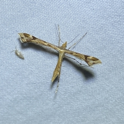 Sinpunctiptilia emissalis (Speedwell Pterror) at Jerrabomberra, NSW - 18 Jan 2023 by Steve_Bok