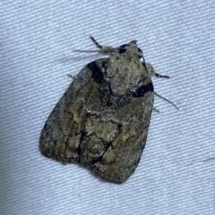 Nanaguna clopaea (a Sarrothripinae moth) at Jerrabomberra, NSW - 16 Jan 2023 by Steve_Bok