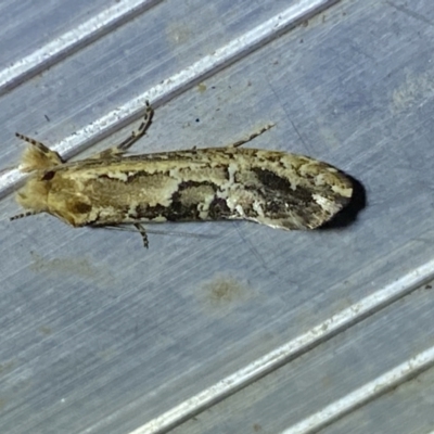 Moerarchis inconcisella (A tineid moth) at Jerrabomberra, NSW - 16 Jan 2023 by SteveBorkowskis